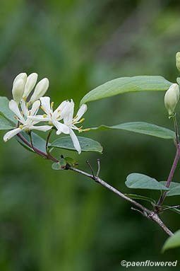 Flowers, flower buds and leaves